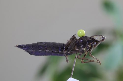 Anax sp.
